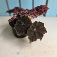 Load image into Gallery viewer, #R30 Begonia Bill Morris