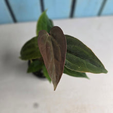 Load image into Gallery viewer, #D105 Two x Anthurium NOID Seedlings