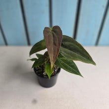 Load image into Gallery viewer, #D105 Two x Anthurium NOID Seedlings