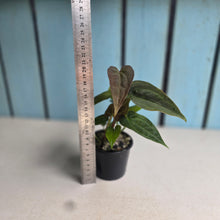 Load image into Gallery viewer, #D105 Two x Anthurium NOID Seedlings