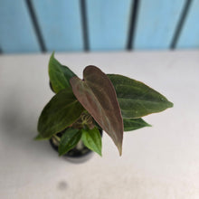 Load image into Gallery viewer, #D105 Two x Anthurium NOID Seedlings