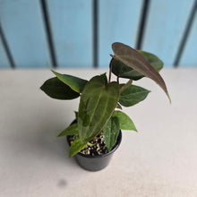 Load image into Gallery viewer, #D105 Two x Anthurium NOID Seedlings