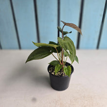Load image into Gallery viewer, #D105 Two x Anthurium NOID Seedlings