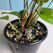 Load image into Gallery viewer, #D105 Two x Anthurium NOID Seedlings