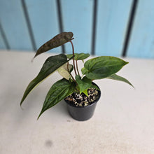 Load image into Gallery viewer, #D105 Two x Anthurium NOID Seedlings
