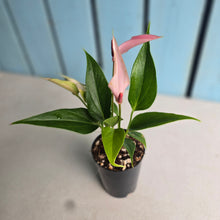Load image into Gallery viewer, #P93 Anthurium Andraeanum Lilli - Pink
