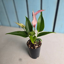 Load image into Gallery viewer, #P93 Anthurium Andraeanum Lilli - Pink