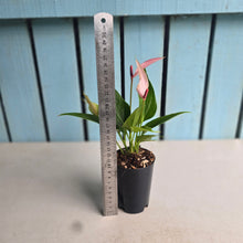 Load image into Gallery viewer, #P93 Anthurium Andraeanum Lilli - Pink