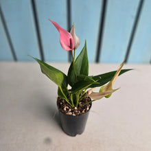 Load image into Gallery viewer, #P93 Anthurium Andraeanum Lilli - Pink
