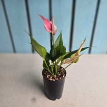 Load image into Gallery viewer, #P93 Anthurium Andraeanum Lilli - Pink