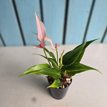 Load image into Gallery viewer, #P56 Anthurium Andraeanum Lilli - Pink