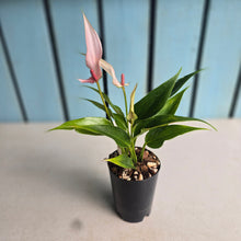 Load image into Gallery viewer, #P56 Anthurium Andraeanum Lilli - Pink