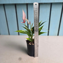 Load image into Gallery viewer, #P56 Anthurium Andraeanum Lilli - Pink