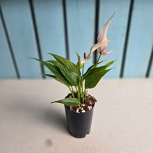 Load image into Gallery viewer, #P56 Anthurium Andraeanum Lilli - Pink