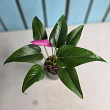 Load image into Gallery viewer, #P5 Anthurium Andraeanum Zizou - Purple