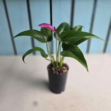Load image into Gallery viewer, #P5 Anthurium Andraeanum Zizou - Purple