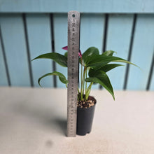 Load image into Gallery viewer, #P5 Anthurium Andraeanum Zizou - Purple