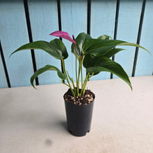 Load image into Gallery viewer, #P5 Anthurium Andraeanum Zizou - Purple
