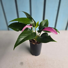 Load image into Gallery viewer, #G29 Anthurium Andraeanum Zizou - Purple