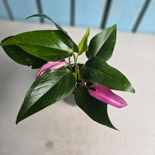Load image into Gallery viewer, #G29 Anthurium Andraeanum Zizou - Purple