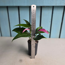 Load image into Gallery viewer, #G29 Anthurium Andraeanum Zizou - Purple