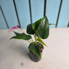 Load image into Gallery viewer, #G29 Anthurium Andraeanum Zizou - Purple