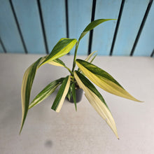 Load image into Gallery viewer, #G23 Variegated Epipremnum Amplissimum