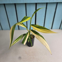 Load image into Gallery viewer, #G23 Variegated Epipremnum Amplissimum