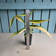 Load image into Gallery viewer, #G23 Variegated Epipremnum Amplissimum