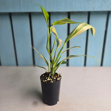 Load image into Gallery viewer, #G23 Variegated Epipremnum Amplissimum
