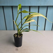 Load image into Gallery viewer, #G23 Variegated Epipremnum Amplissimum