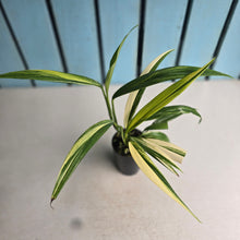 Load image into Gallery viewer, #G3 Variegated Epipremnum Amplissimum