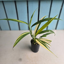 Load image into Gallery viewer, #G3 Variegated Epipremnum Amplissimum