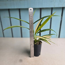 Load image into Gallery viewer, #G3 Variegated Epipremnum Amplissimum