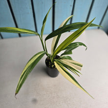 Load image into Gallery viewer, #G3 Variegated Epipremnum Amplissimum