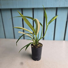 Load image into Gallery viewer, #G3 Variegated Epipremnum Amplissimum