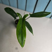 Load image into Gallery viewer, #W17 Philodendron Bette Waterbury / 69686