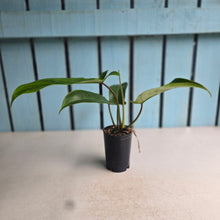 Load image into Gallery viewer, #W17 Philodendron Bette Waterbury / 69686