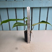 Load image into Gallery viewer, #W17 Philodendron Bette Waterbury / 69686