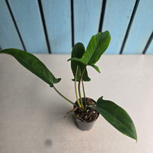Load image into Gallery viewer, #W17 Philodendron Bette Waterbury / 69686