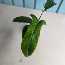 Load image into Gallery viewer, #605 Philodendron Bette Waterbury / 69686