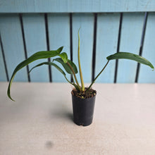 Load image into Gallery viewer, #605 Philodendron Bette Waterbury / 69686