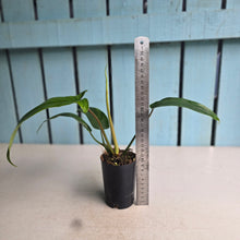 Load image into Gallery viewer, #605 Philodendron Bette Waterbury / 69686