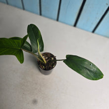 Load image into Gallery viewer, #605 Philodendron Bette Waterbury / 69686