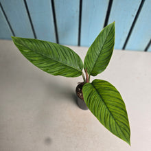 Load image into Gallery viewer, #W24 Philodendron Rugapetiolatum