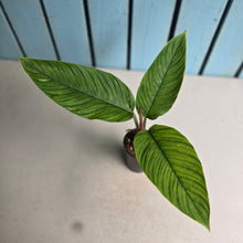 Load image into Gallery viewer, #W24 Philodendron Rugapetiolatum