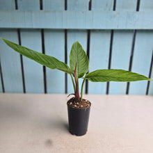 Load image into Gallery viewer, #W24 Philodendron Rugapetiolatum
