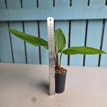 Load image into Gallery viewer, #W24 Philodendron Rugapetiolatum