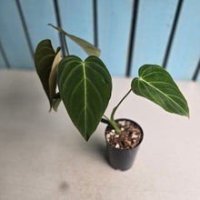 Load image into Gallery viewer, #W8 Philodendron Glorious