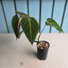 Load image into Gallery viewer, #W8 Philodendron Glorious